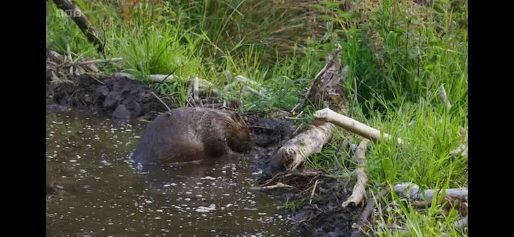 Eurasian beaver (Castor fiber) as shown in Wild Isles - Freshwater